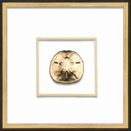 Gold Sand Dollar Coastal Beach Wall Art in Black & Gold Frame 