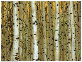 Golden Aspens 