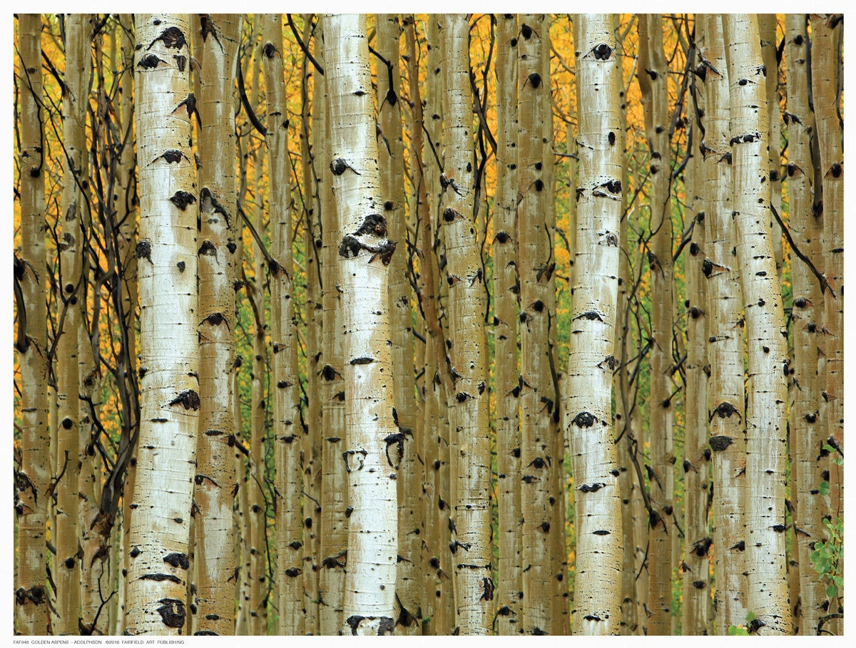 Golden Aspens 