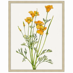 Golden Poppy 1 Framed Wall Art 