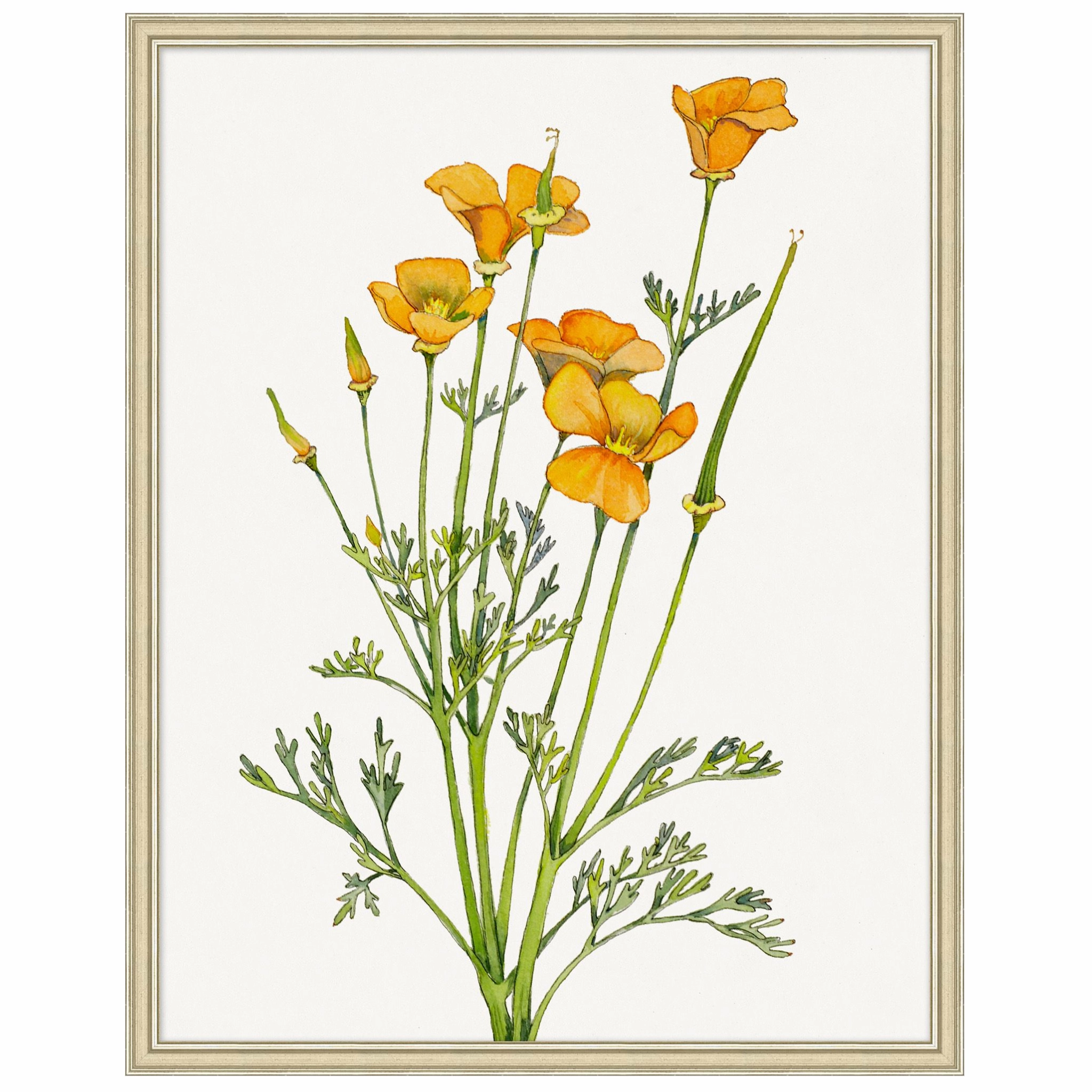 Golden Poppy 1 Framed Wall Art 