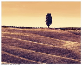 Harvest Season in Tuscany 