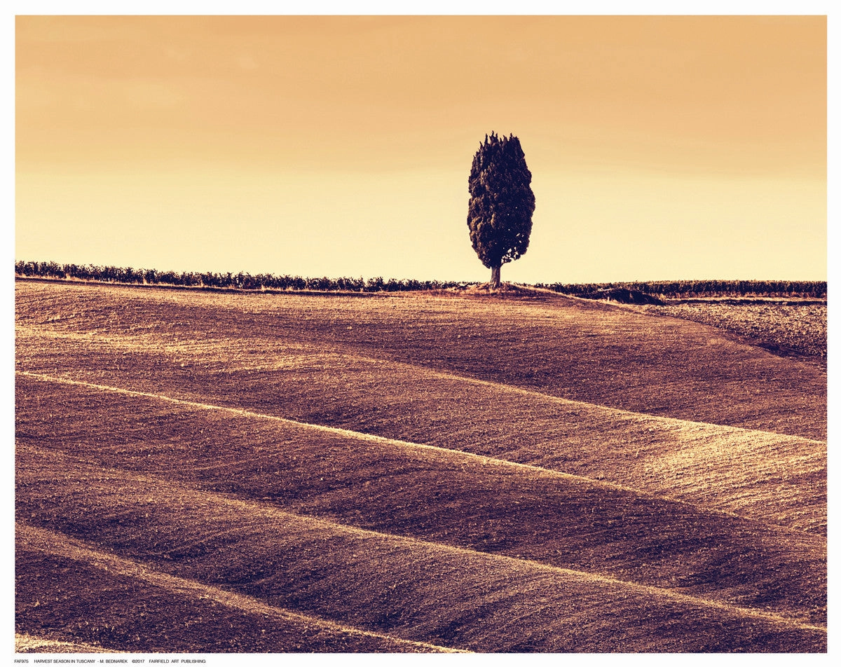 Harvest Season in Tuscany 