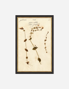 Herbarium A Wall Art 