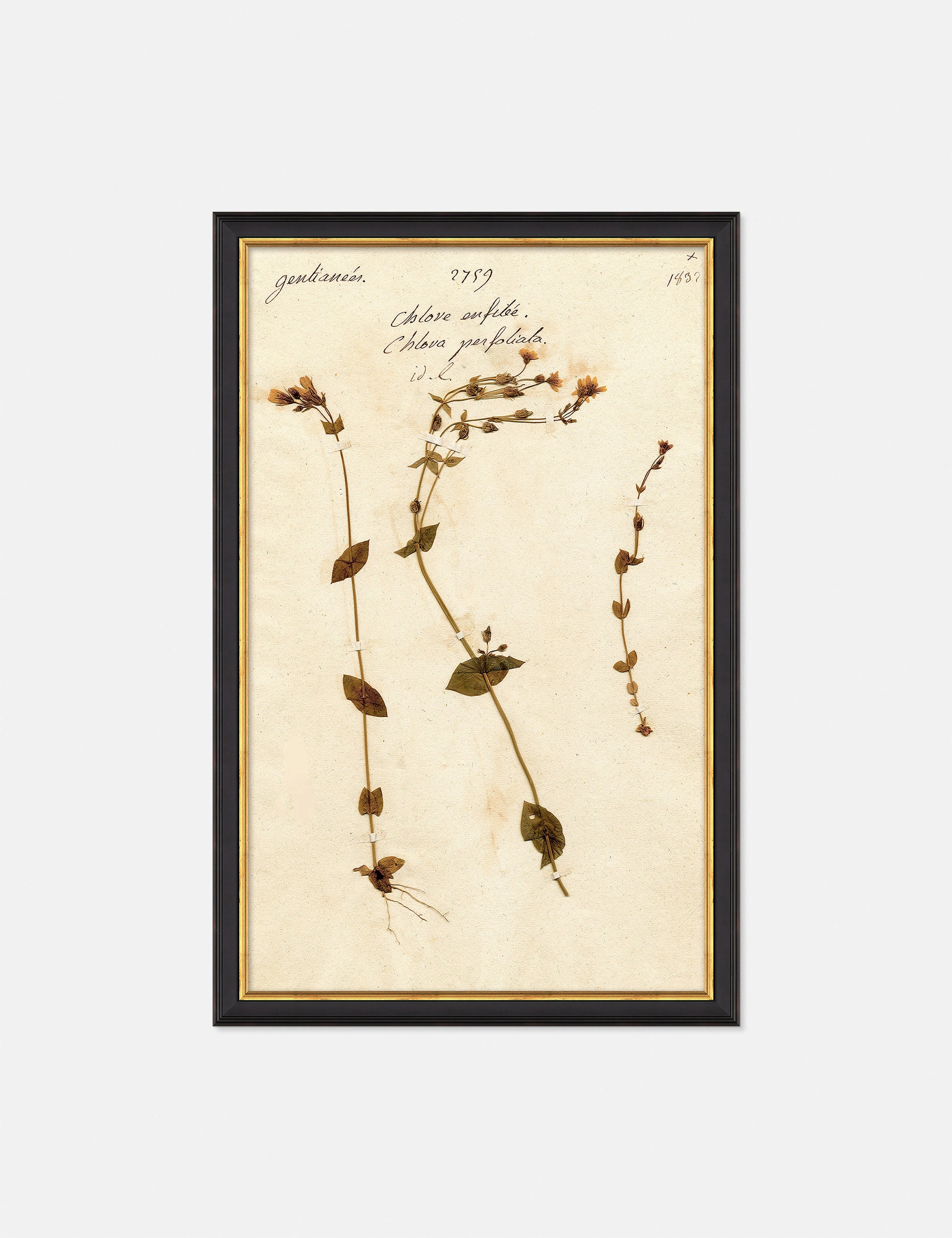 Herbarium A Wall Art 