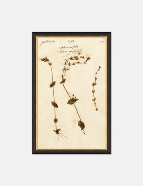 Herbarium A Wall Art 