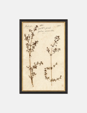 Herbarium B Wall Art 