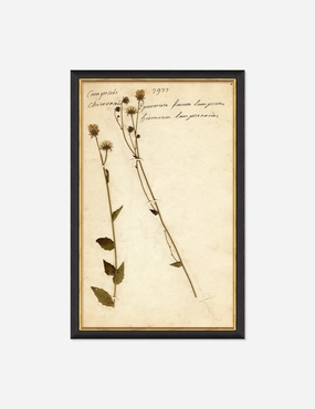 Herbarium C Wall Art 