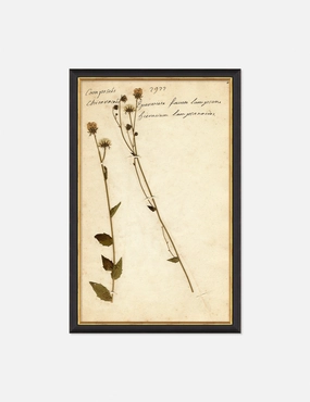 Herbarium C Wall Art 