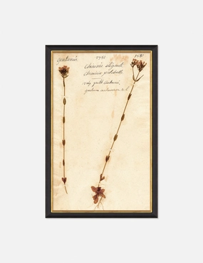 Herbarium D Wall Art 