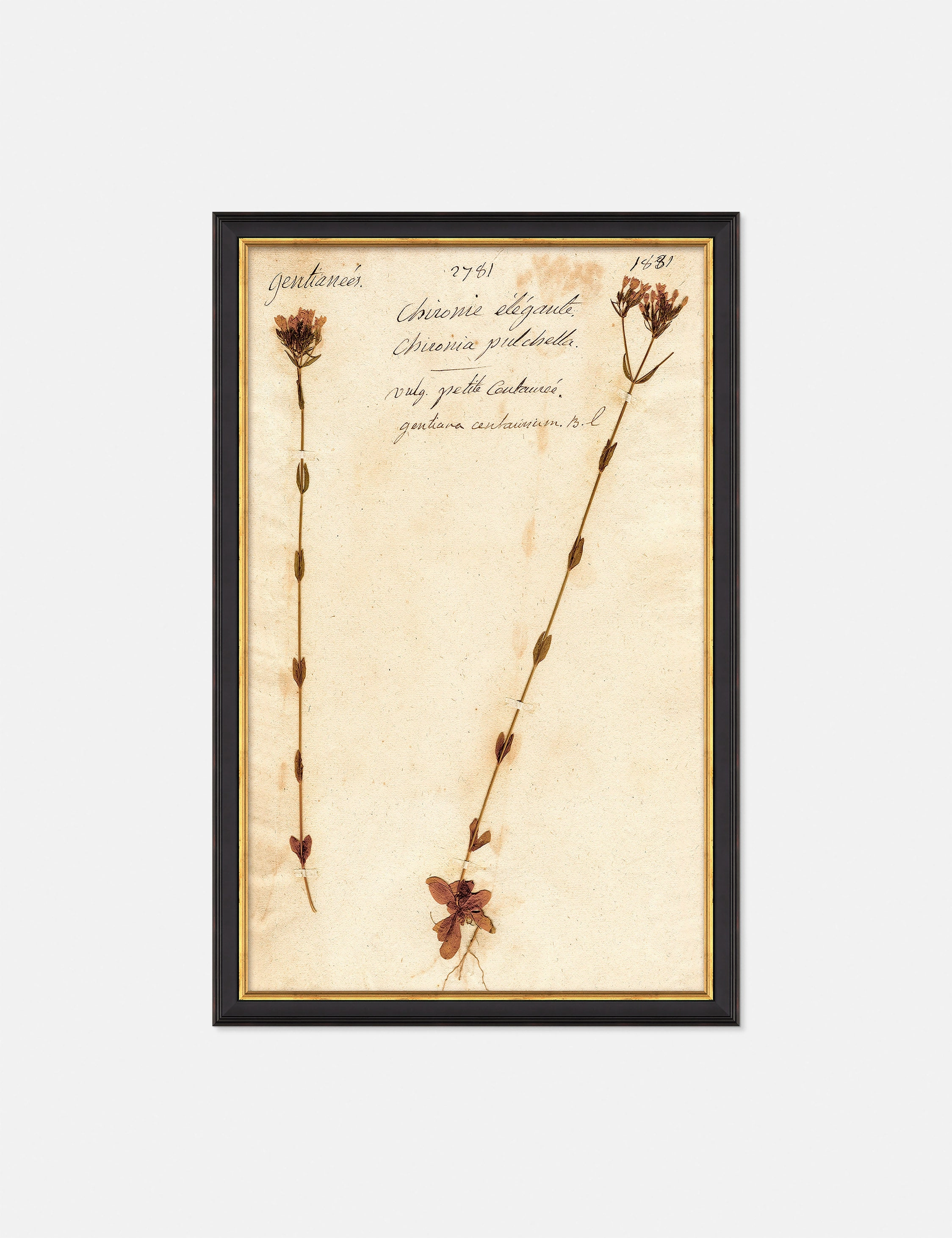 Herbarium D Wall Art 