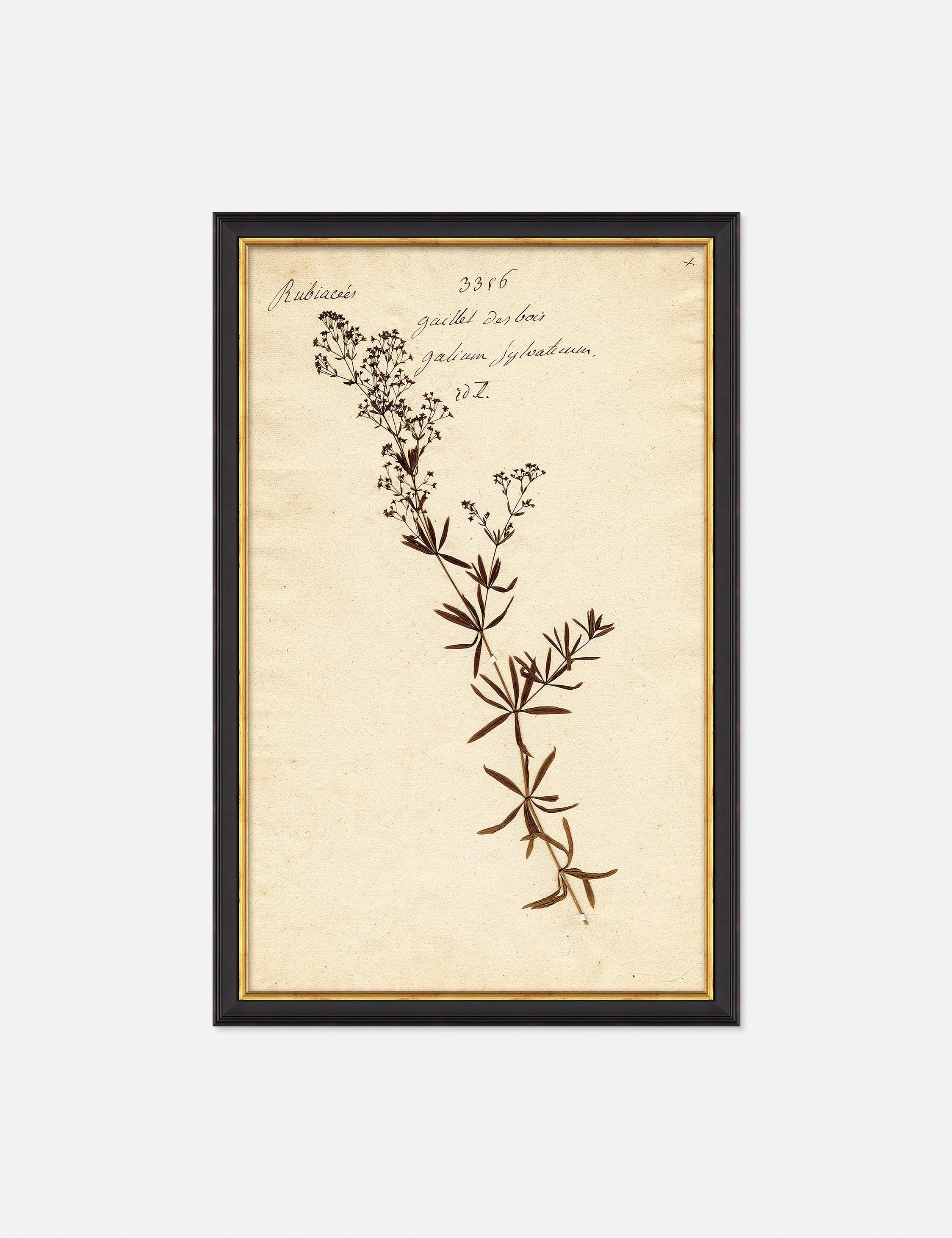 Herbarium F Wall Art 