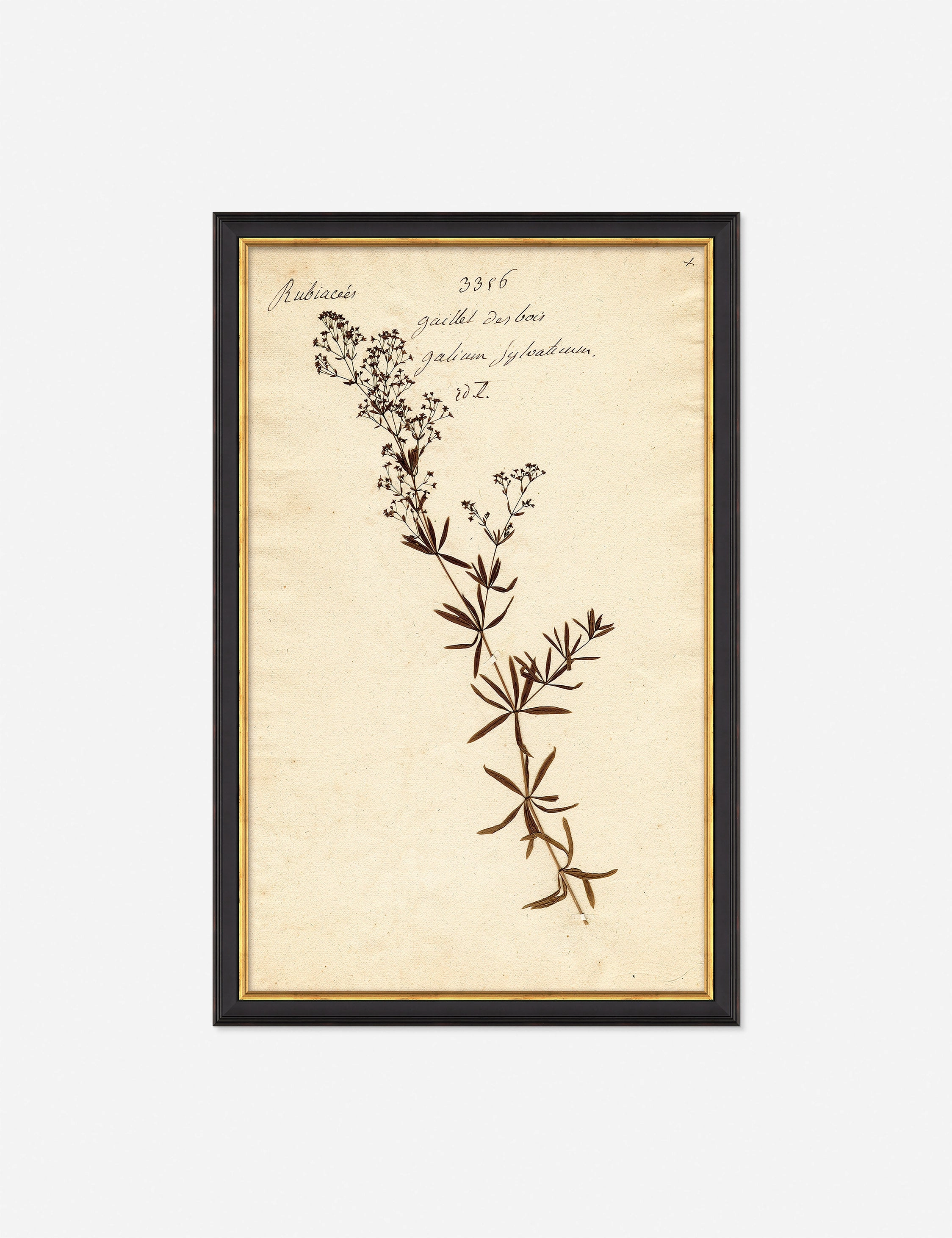 Herbarium F Wall Art 