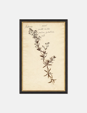 Herbarium F Wall Art 