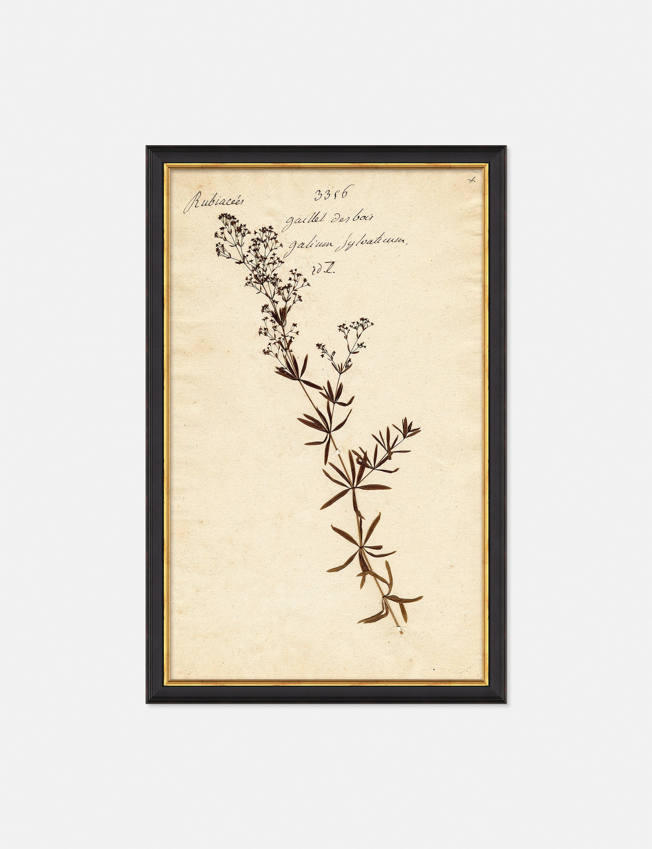 Herbarium F Wall Art 