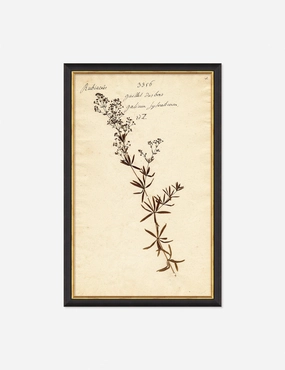 Herbarium F Wall Art 