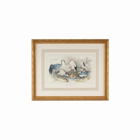 Herons, Eagrets, & Cranes Framed Wall Art 