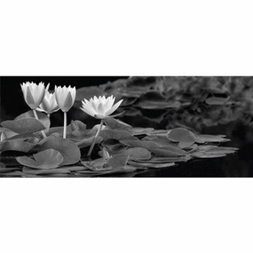 Hughes Water Garden 