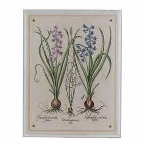Hyacinth I Giclee Print 