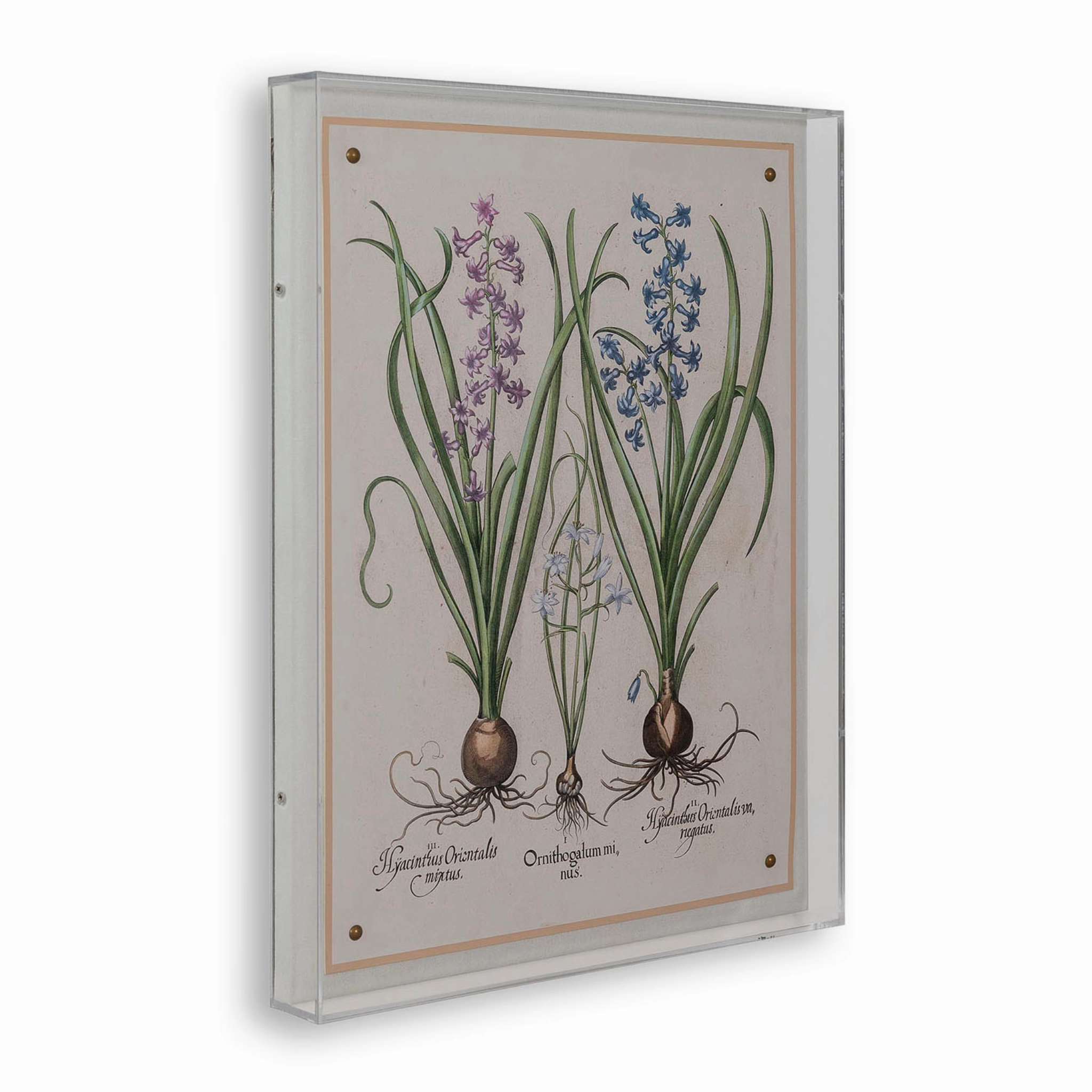 Hyacinth I Giclee Print