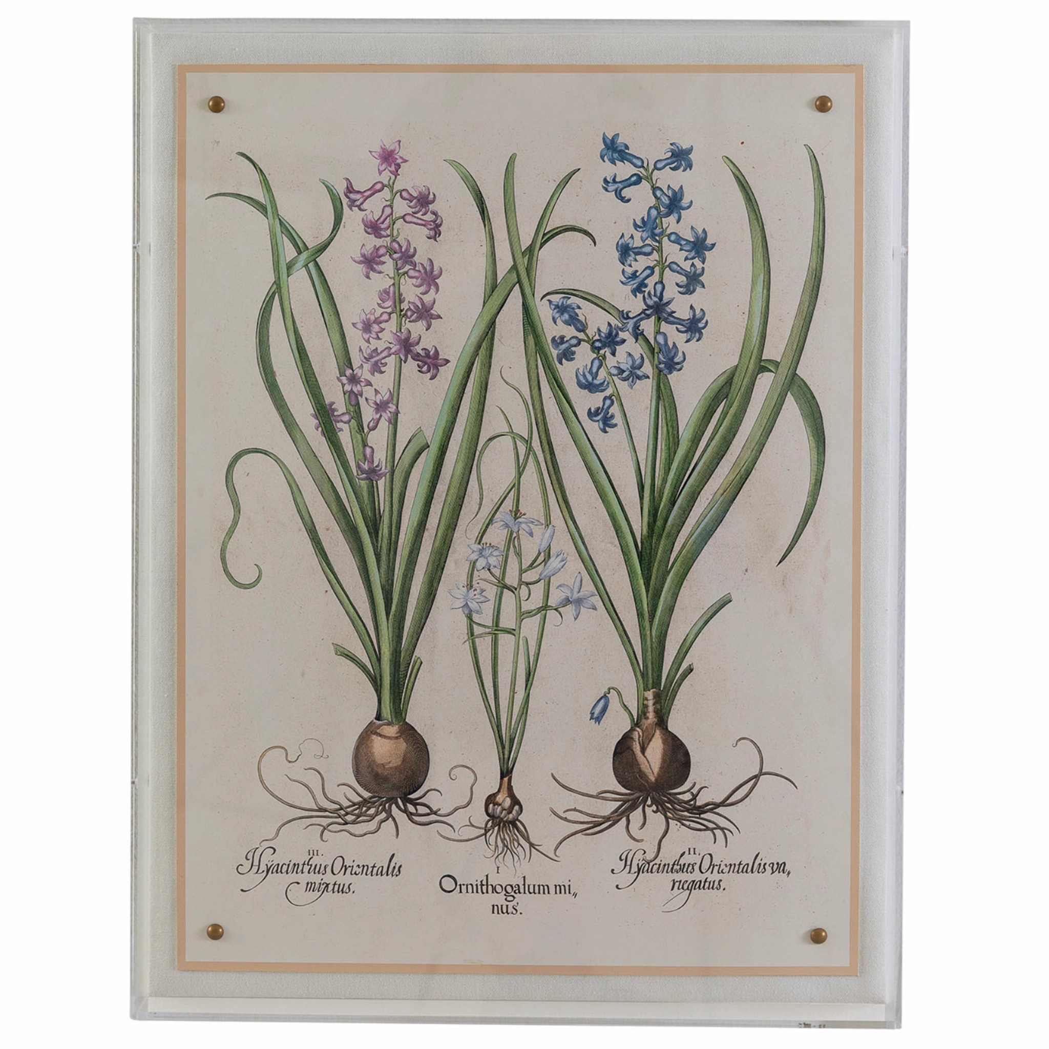 Hyacinth II Giclee Print 