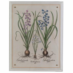 Hyacinth II Giclee Print 