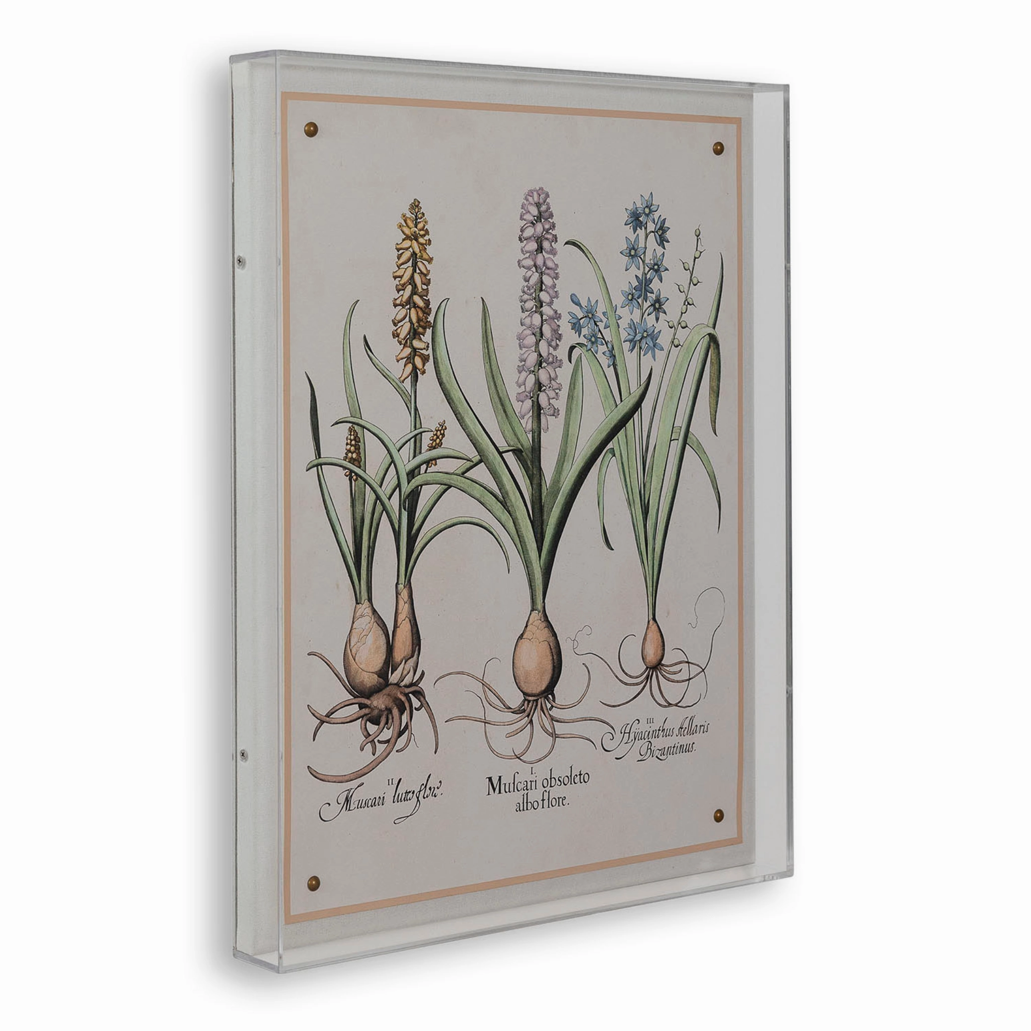 Hyacinth II Giclee Print