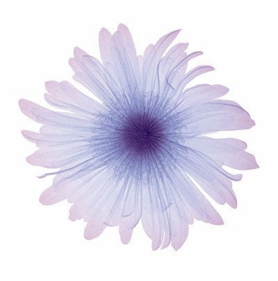 Iced Bloom 