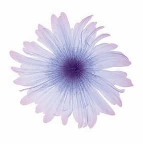 Iced Bloom 