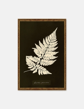 Lastrea Spinulosa Print by Anna Atkins 