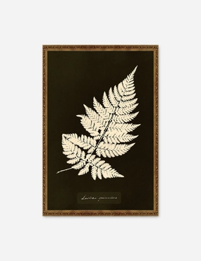 Lastrea Spinulosa Print by Anna Atkins 