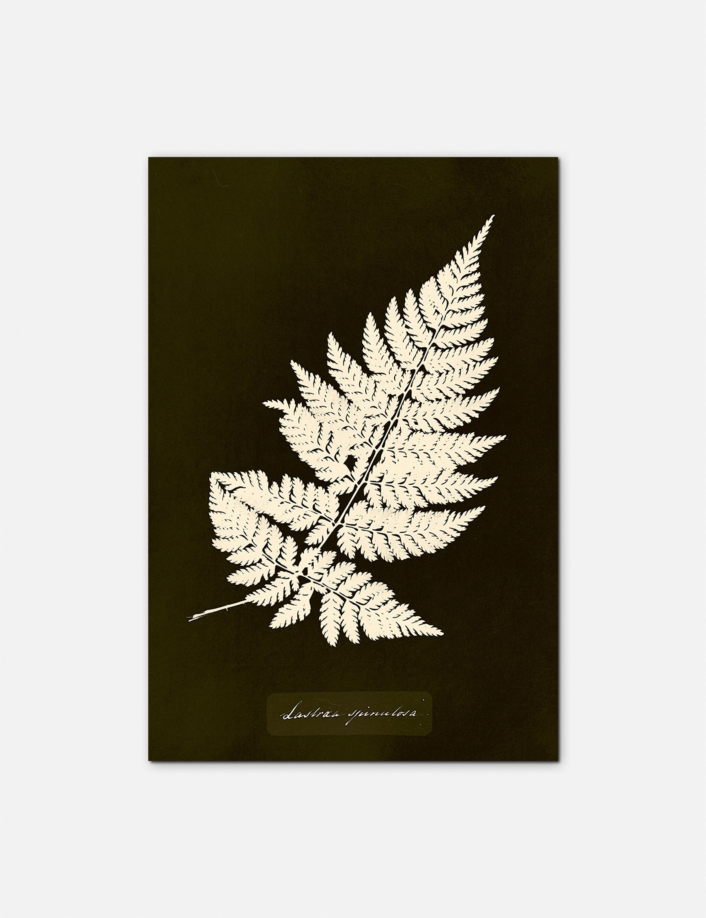 Lastrea Spinulosa Print by Anna Atkins