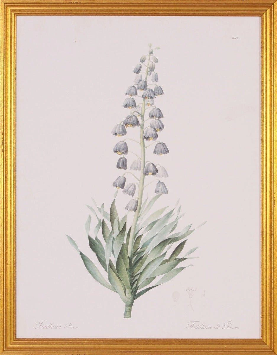 Lavender Fritillaria Botanical Lithograph Wall Art in Gold Wood Frame 