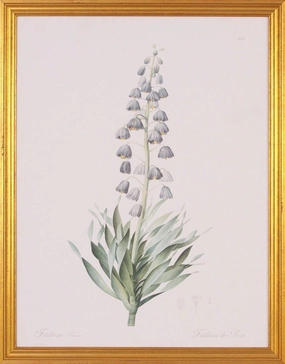 Lavender Fritillaria Botanical Lithograph Wall Art in Gold Wood Frame 
