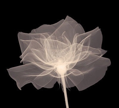 Layered Veil (Sepia) 