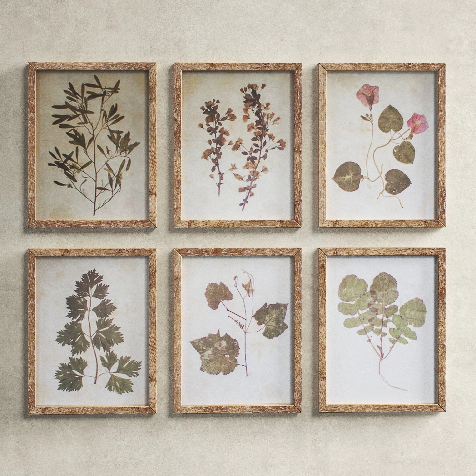 Leaf Framed Prints Set