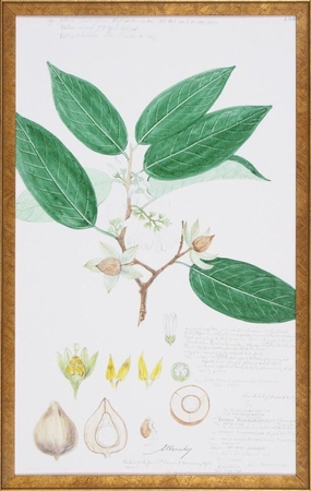 Leaves & Flowers Descubes Fruit IV Botanical Lithograph Reproduction Wall Art 