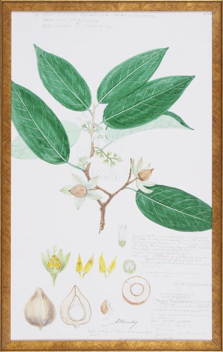 Leaves & Flowers Descubes Fruit IV Botanical Lithograph Reproduction Wall Art 