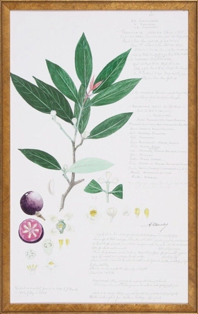 Leaves & Fruit Descubes Fruit II Botanical Lithograph Wall Art 