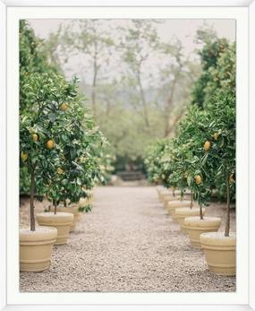 Lemon Tree Path Framed Wall Art 