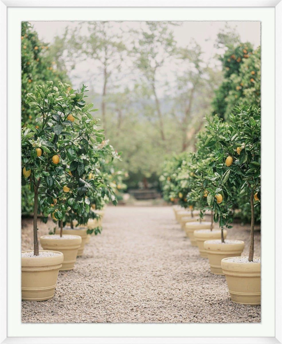 Lemon Tree Path Framed Wall Art 