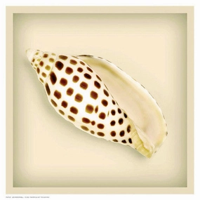 Leopard Shell 