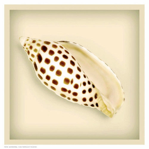 Leopard Shell 