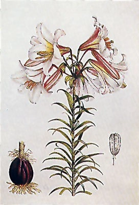 Lilium Regale 