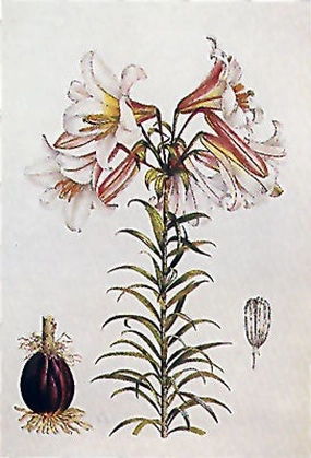 Lilium Regale 