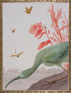 Limited Edition Glossy Green Tropical Ibis Framed Wall Art 