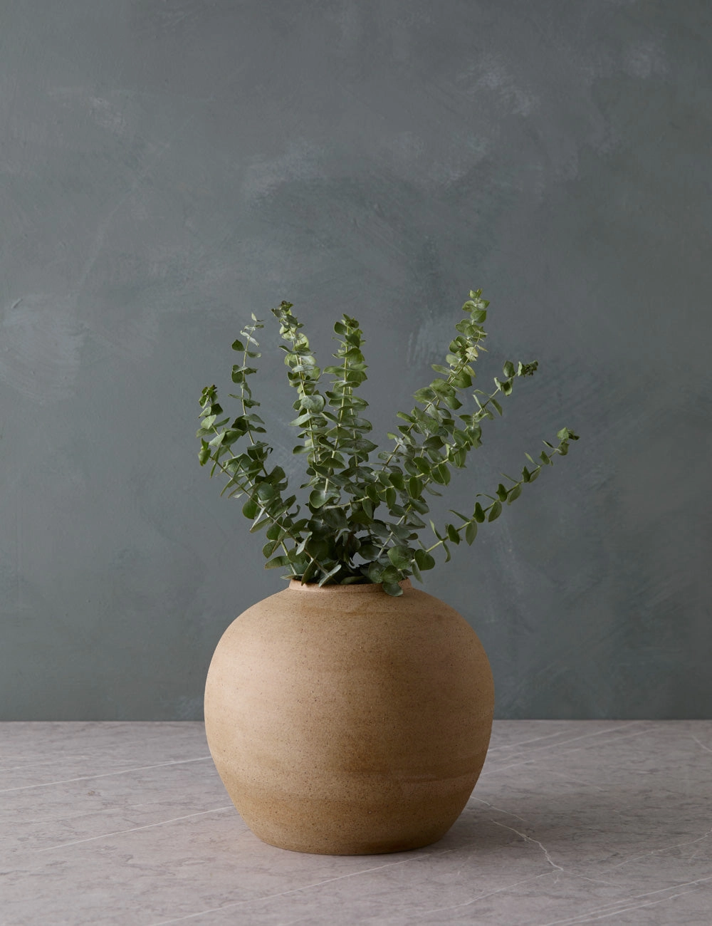 Live Baby Blue Eucalyptus Bunch -  -
