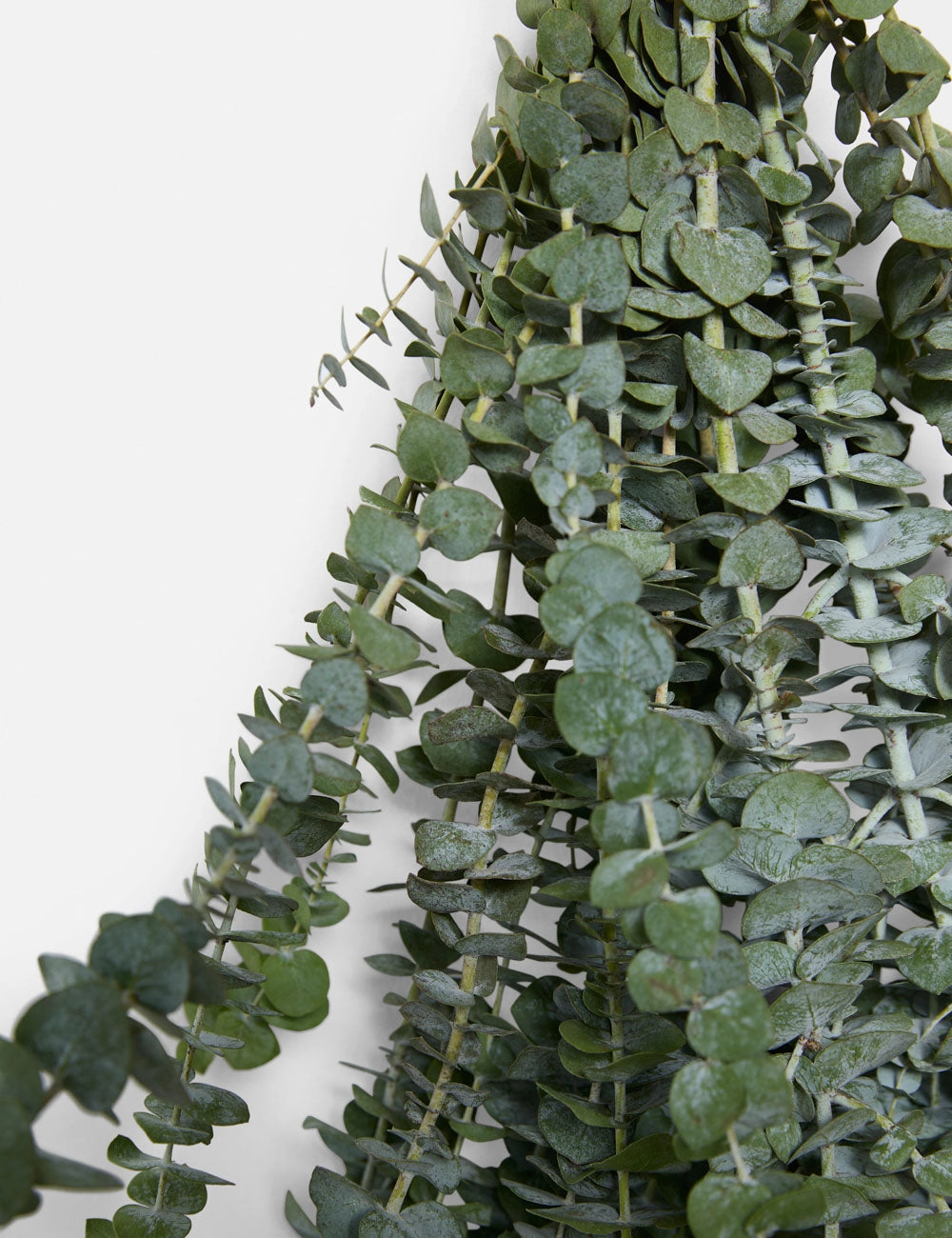 Live Baby Blue Eucalyptus Bunch -  -