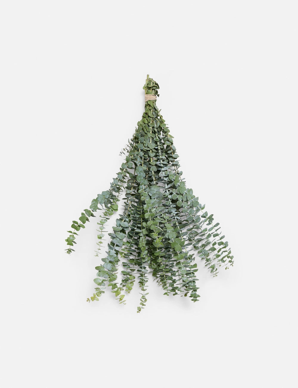Live Baby Blue Eucalyptus Bunch -  - 