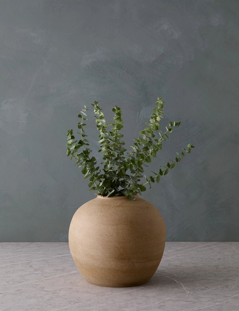 Live Baby Blue Eucalyptus Bunch -  -